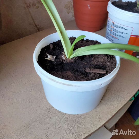 Гиппеаструм амариллис луковицы