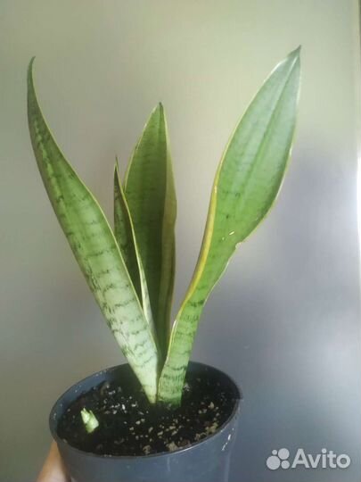 Сансевиерия Сноу Вайт