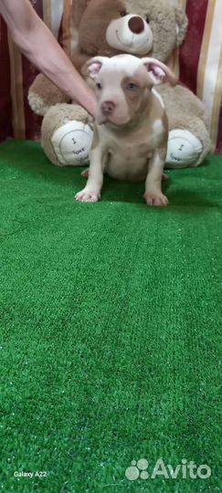 Щенки американского булли(покет)
