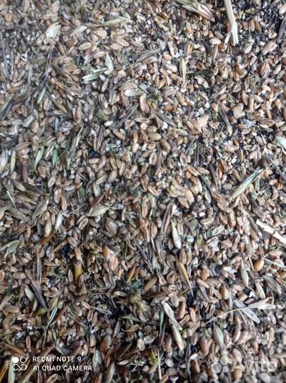 Зерноотходы