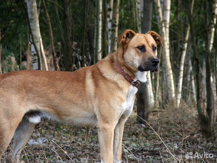 Шикарный парень Лучик