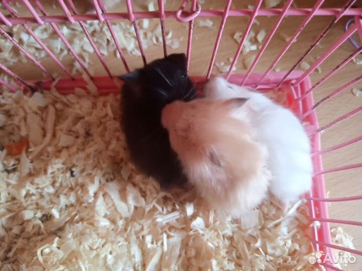 Сирийский хомяк