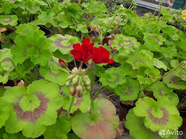 Пеларгония герань