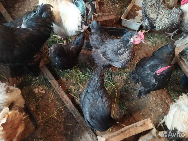 Яйцо кур на инкубацию