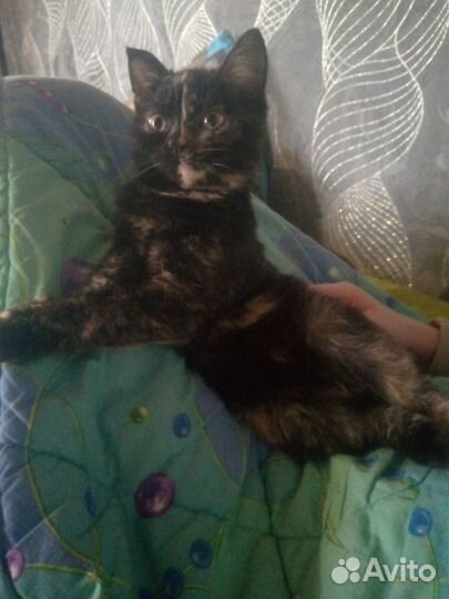 Девочка в добрые руки