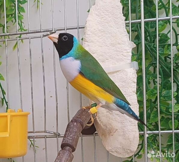 Амадины Гульда