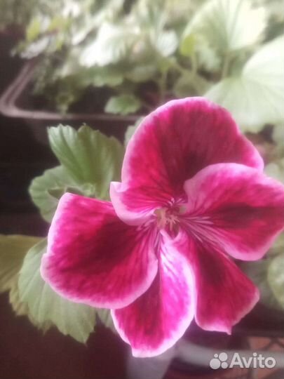 Пеларгония герань
