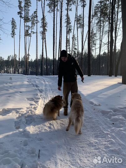 Передержка собак мелких и средних пород
