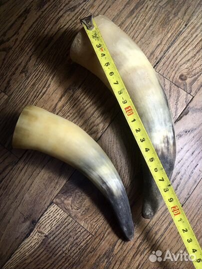 Рог. Рога для интерьера, для коллекции