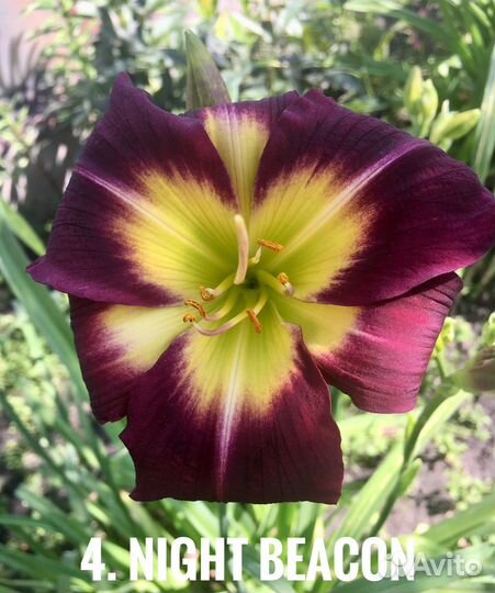 Многолетние цветы