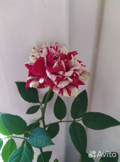 Роза домашняя пестрая