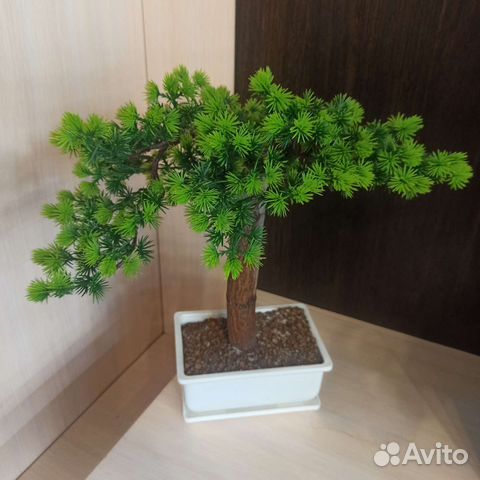 Дерево бонсай