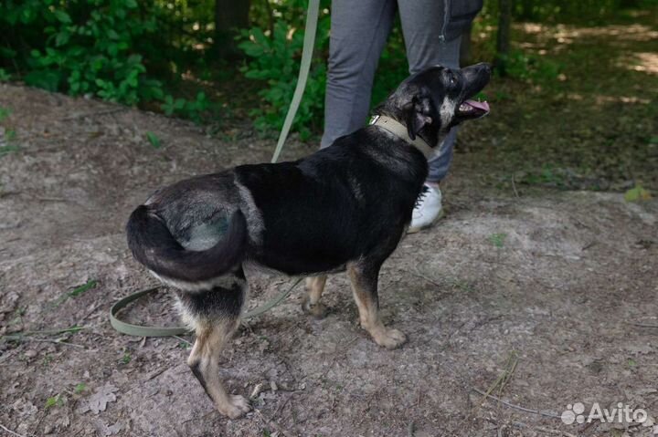 Собака Мафальда, 2 года, компаньон и звоночек