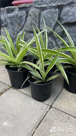 Хлорофитум растения