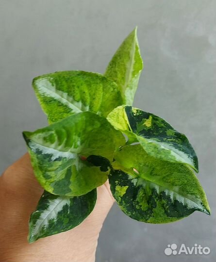 Сингониум Scrambled eggs