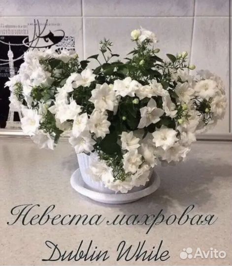 Кампанула невеста махровая
