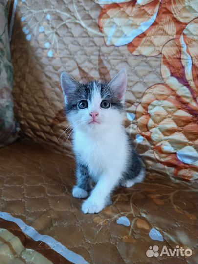 Котёнок (самец)