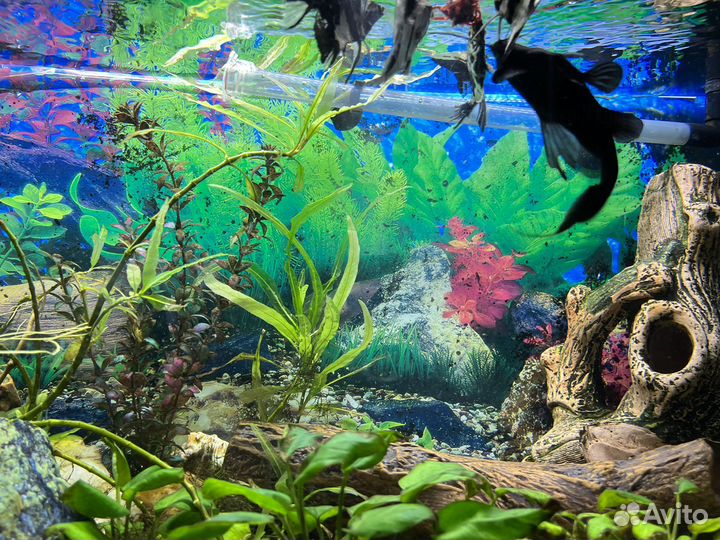 Сом черный багрус