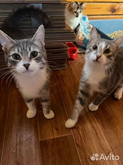 Спасённые коты и кошки ищут дом