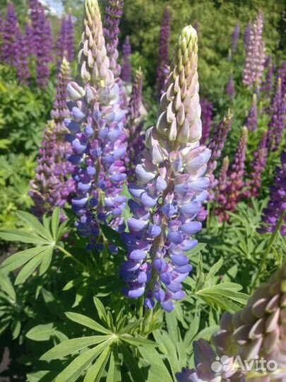 Люпин цветы