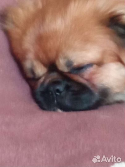 Щенки пекинеса