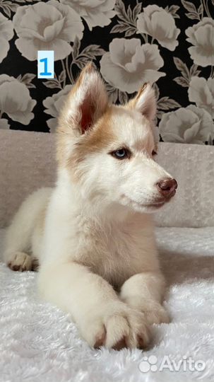 Щенки хаски