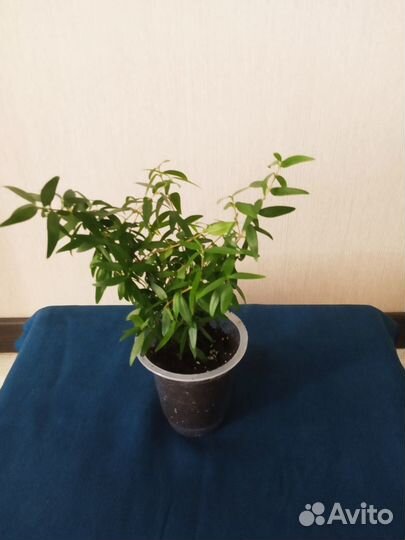 Комнатные растения