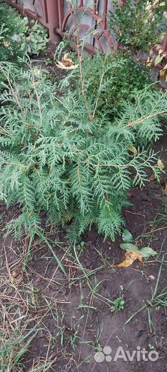 Кипарисовик Лавсона