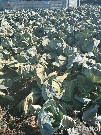 Капуста Атрия