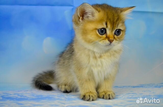 Британские Котята золотая шиншилла-Сима