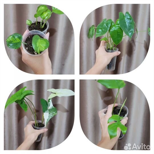 Комнатные растения 2