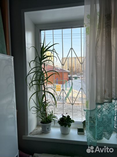 Алоэ
