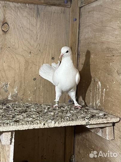 Голуби бакинские