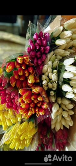 Тюльпаны, цветы