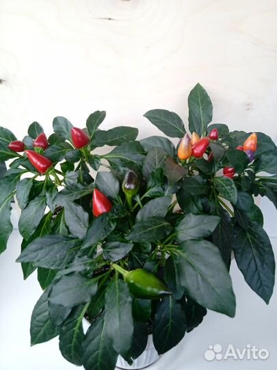 Комнатный острый перчик