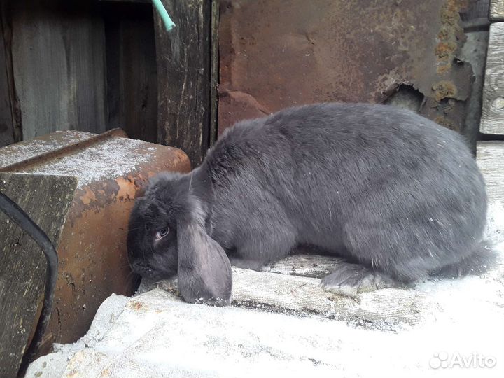 Фландр (ризен) Французский Баран