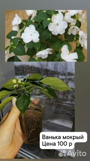 Герань пеларгония