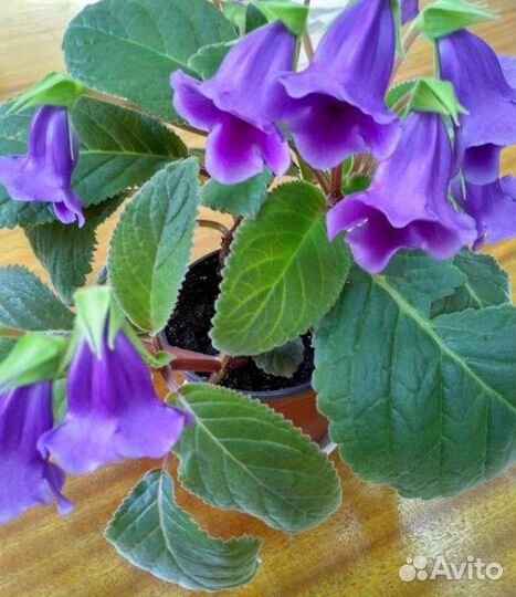 Тидея (глоксиния)