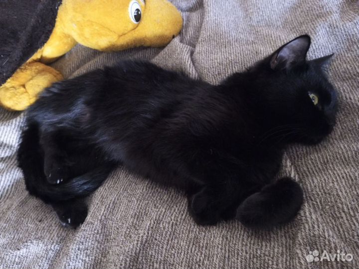 Британская кошка