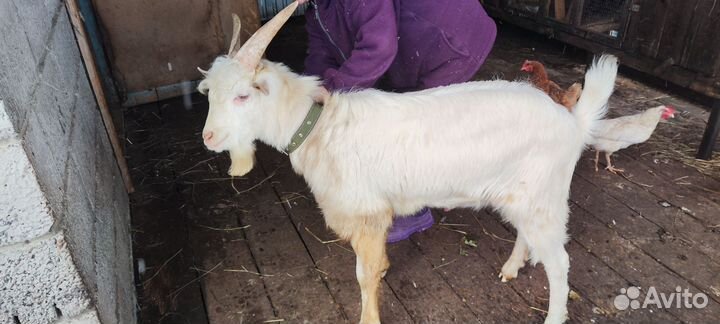 Зааненская коза