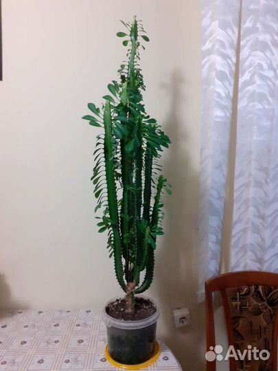 Молочай трехгранный