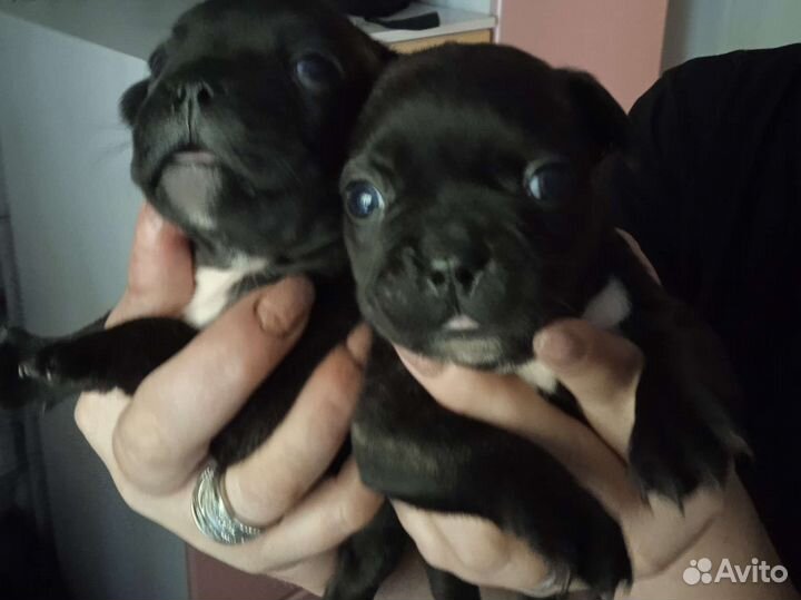 Французский бульдог щенки