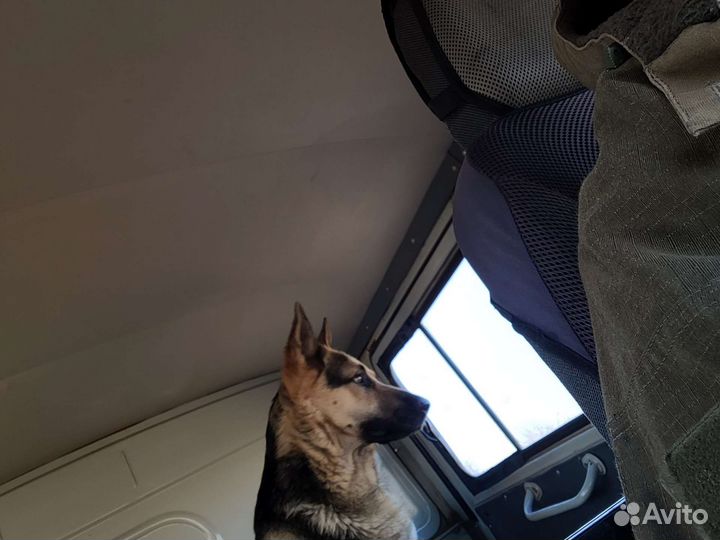 Вязка вео