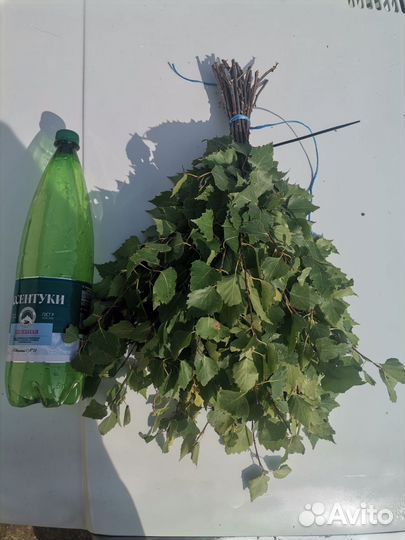 Веники для бани 2024 березовые