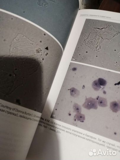 Общий анализ мочи в ветеринарной медицине К. Синк