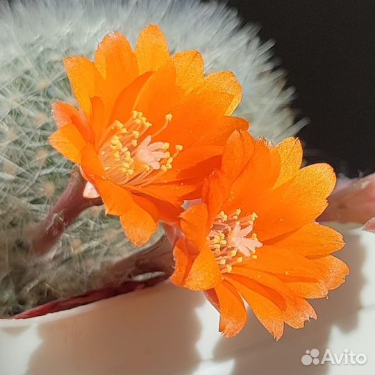 Aylostera (rebutia) muscula семена