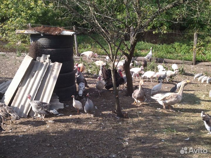 Индюки на племя