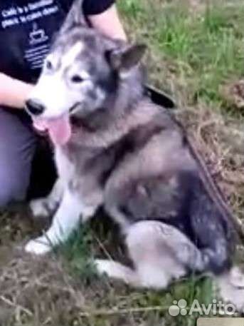 Хаски в добрые руки