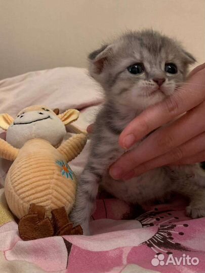 Британские вислоухие котята