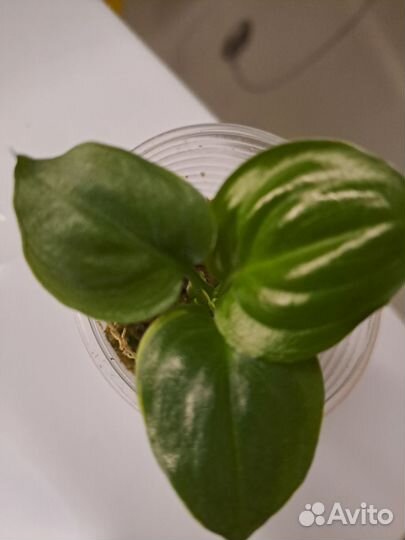 Спатифиллум wizard-детка